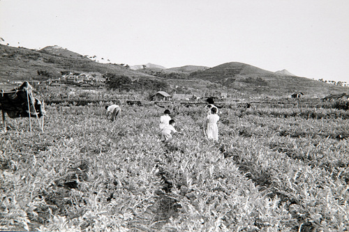 온천장 수박밭(1940년대, 현 동래시장 주변)