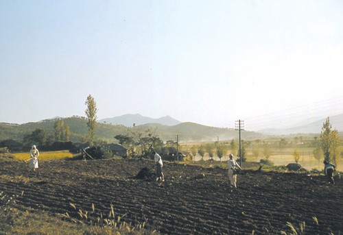 온천장 가을파종(1952년)