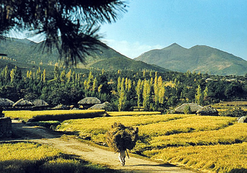 남산동 가을풍경(1952년, 멀리 보이는 산은 금정산 고단봉)