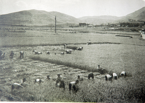 학생 영농지원(1960년대, 온천3, 사직동 일대, 우측 야산은 사직단이 있던 곳)