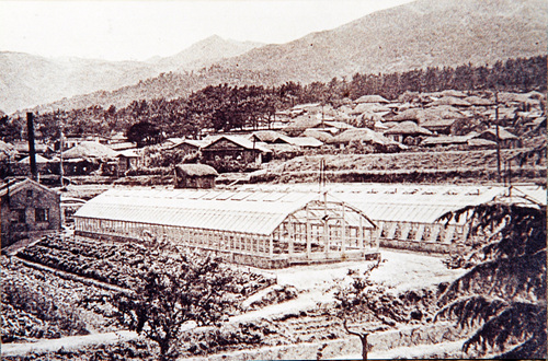 우장춘박사 생전 실험 재배온실과 미남마을 전경(1950년대)