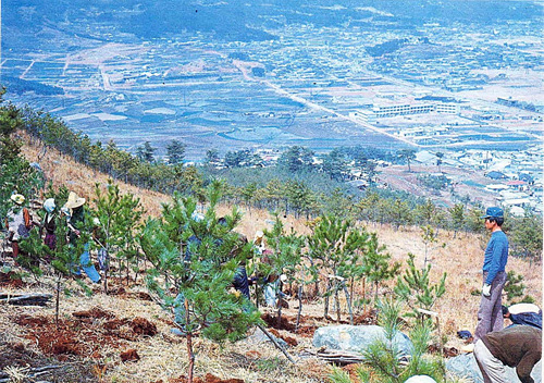 거제2동 사직동 전경(창신초등학교와 현 사직운동장 자리)