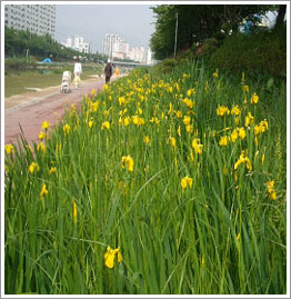 노란꽃창포