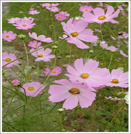 코스모스