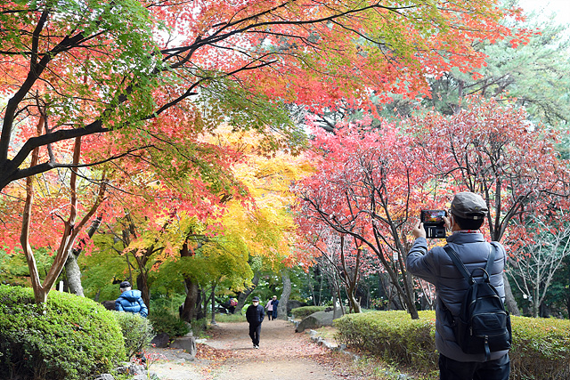 금강공원 단풍은 빨갛게 물들어 가고 있다.