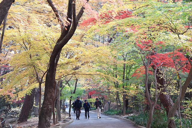 노랗고 빨간 단풍