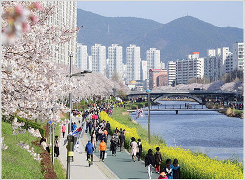 유채꽃이 핀 동래온천천